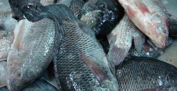 Vietnam’s Tilapia Exports in the First 8 Months of 2025 Hit a 5-year High