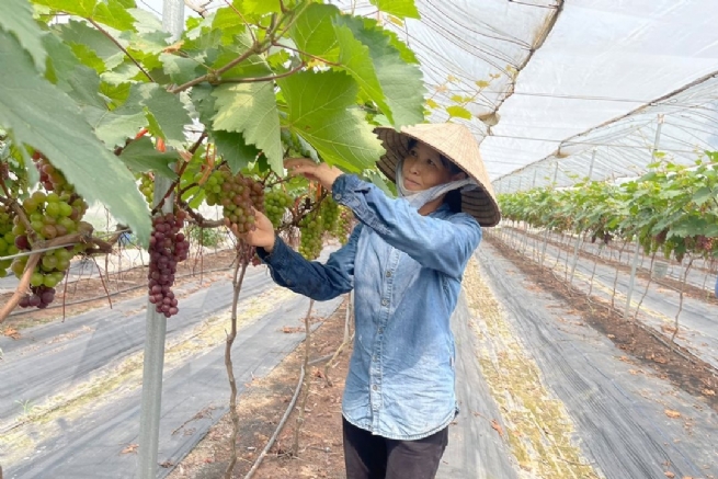 Thuong Tin Advances OCOP Vegetable and Fruit Production