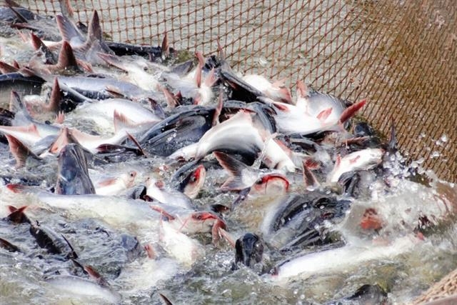 Pangasius Exports in the First Nine Months: Clear Market Shift, CPTPP and Brazil Surge Ahead