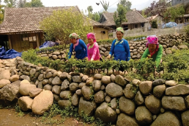 Agricultural Tourism in Lai Châu – A Journey Connecting Nature and Cultural Identity