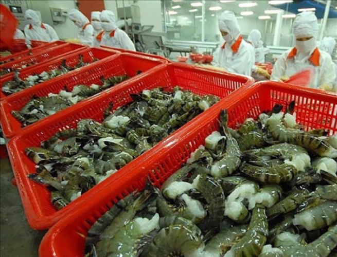 Vietnam’s Shrimp Exports in August 2025: Sustaining Growth Momentum, Preparing for New Challenges