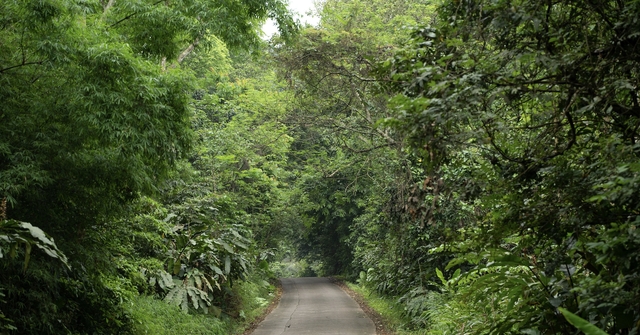 Vietnam Gains nearly US$72 Million from Carbon Credit